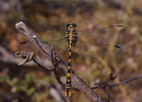 Onychogomphus uncatus